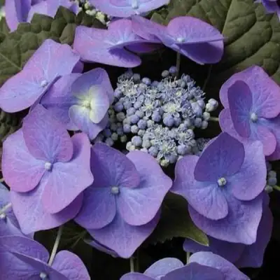 Гортензия БЛАУМАЙС (БЛАУМАЙЗЕ) крупнолистная в Колодищи