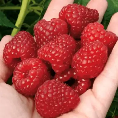 Малина РУБИФОЛ в Колодищи