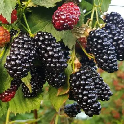 Ежевика НАТЧЕЗ бесшипная  в Колодищи