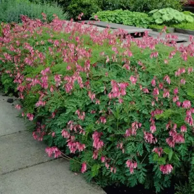 Дицентра изящная в Колодищи