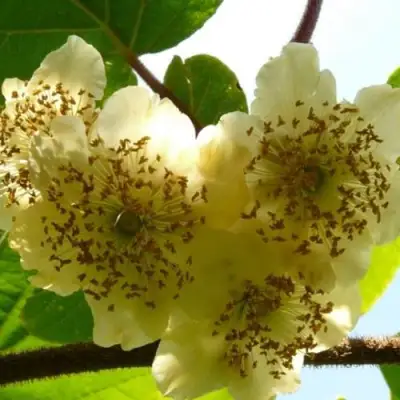 Актинидия АТЛАС (МУЖСКОЙ) киви в Колодищи