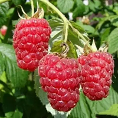 Малиновое дерево ТАРУСА в Колодищи