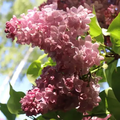 Сирень МЕДОВЫЙ СПАС в Колодищи