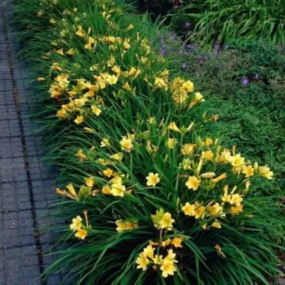 Лилейник СТЕЛЛА ДЕ ОРО гибридный в Колодищи