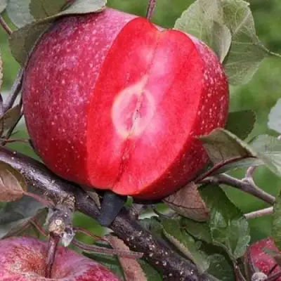 Яблоня РЕД КЕТТИ в Колодищи