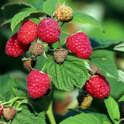 Малиновое дерево СКАЗКА в Колодищи