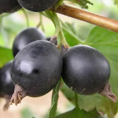 ЙОШТА в Колодищи