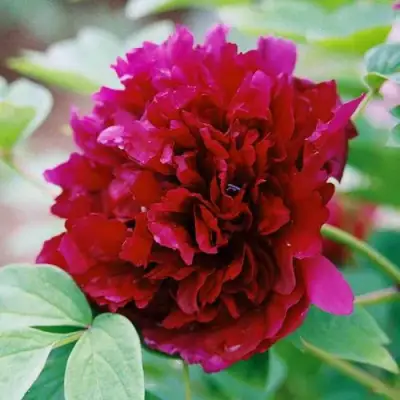 Пион ГАЛАКТИКА травянистый в Колодищи