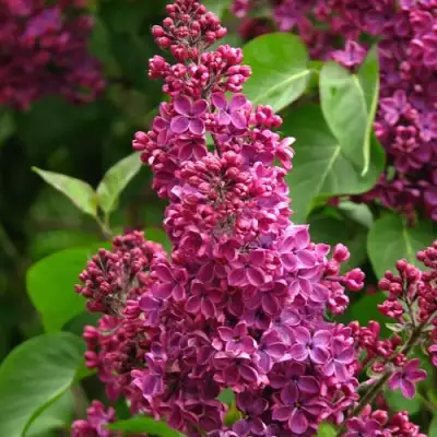 Сирень ЗНАМЯ ЛЕНИНА в Колодищи