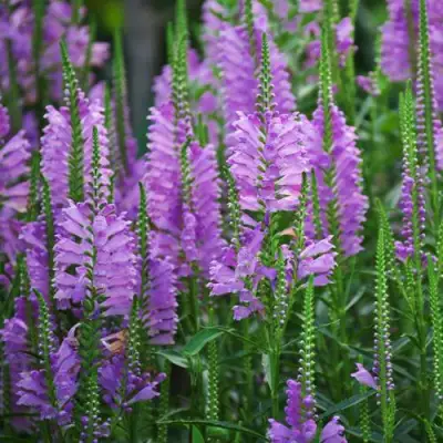 Физостегия РОЗЕЯ виргинская в Колодищи