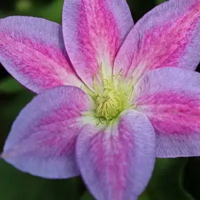 Клематис ЧЕЙНДЖ ОФ ХАРТ в Колодищи