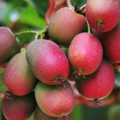 Актинидия ВЕЙКИ аргута в Колодищи