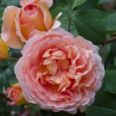 Роза АБРАХАМ ДЕРБИ английская в Колодищи