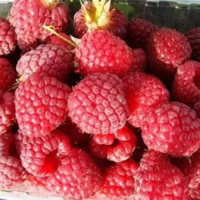 Малина ПОЛЕСЬЕ в Колодищи