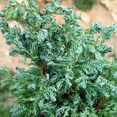 Кипарисовик БЕБИ БЛЮ горохоплодный в Колодищи