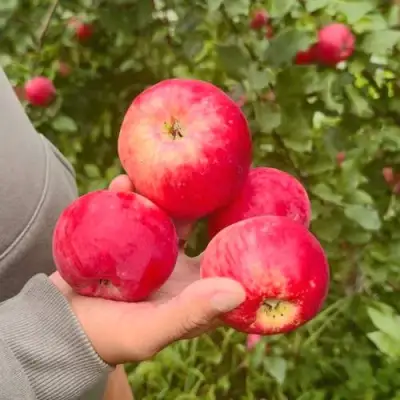 Яблоня АКСЕНА в Колодищи