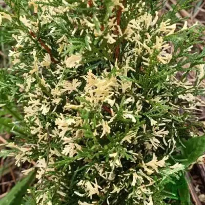 Туя БРАБАНТ ВАРИЕГАТТА западная в Колодищи