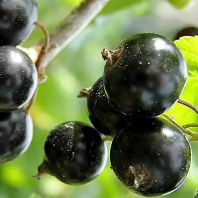 Смородина чёрная ЦЕРЕРА в Колодищи