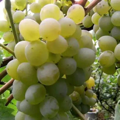 Виноград ТАЛИСМАН в Колодищи