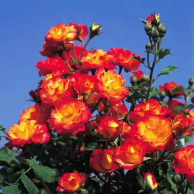 Роза ТАЙФУН спрей в Колодищи