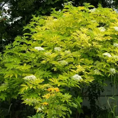 Бузина черная АУРЕА в Колодищи