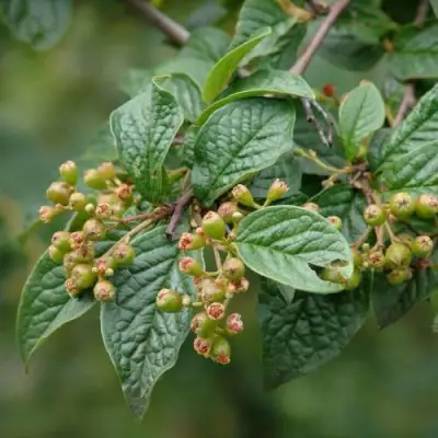 Кизильник пузырчатый в Колодищи