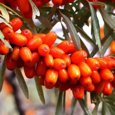 Облепиха ДЖЕМОВАЯ в Колодищи