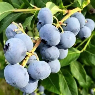 Голубика БЛЮДЖЕЙ в Колодищи