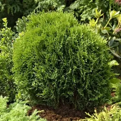 Туя ТИНИ ТИМ западная в Колодищи