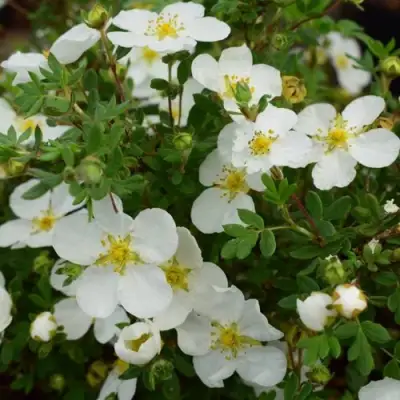 Лапчатка АББОТСВУД кустарниковая в Колодищи