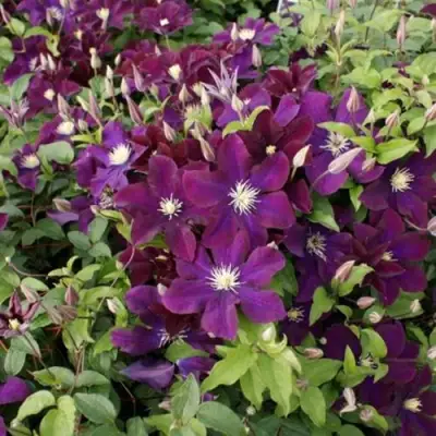 Клематис ГЕРОИ ВАРШАВЫ в Колодищи