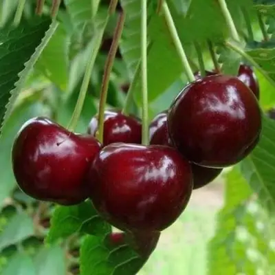 Вишня ЖАДАНА в Колодищи