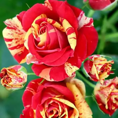 Роза ФАЙЕР ФЛЕШ спрей в Колодищи