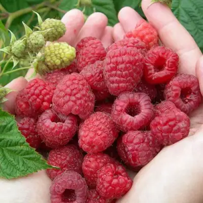 Малина МОЛЛИНГ ДЖУНО в Колодищи