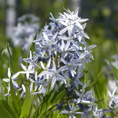 Амсония ТАБЕРНЕМОНТАНА в Колодищи