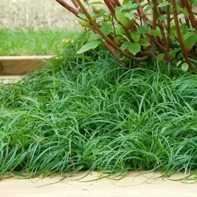 Осока БИТЛЗ в Колодищи