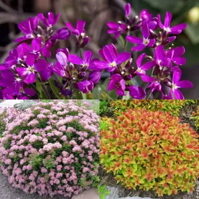 Комплект ЯПОНСКИЙ САД в Колодищи