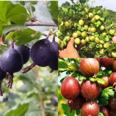 Комплект КРЫЖОВНИК MIX в Колодищи