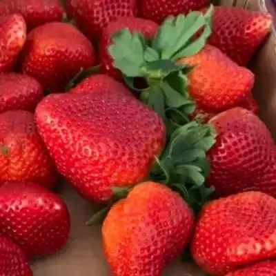 Клубника МОНТЕРЕЙ ремонтантная в Колодищи