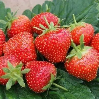 Клубника ЭЛЬСАНТА в Колодищи