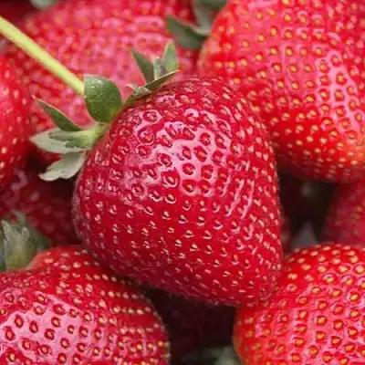 Клубника СЕЛЬВА ремонтантная в Колодищи