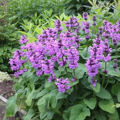 Буквица крупноцветковая в Колодищи