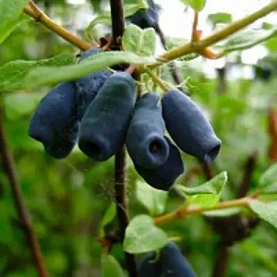 Жимолость съедобная ВОЛХОВА в Колодищи