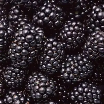 Ежевика ОРКАН бесшипная  в Колодищи