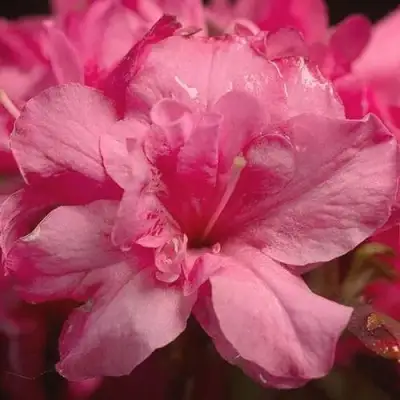 Азалия РОКОКО японская в Колодищи