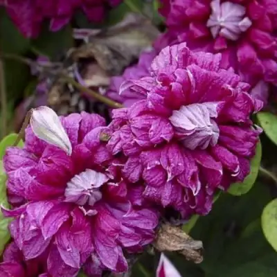 Клематис ПУРПУРЕА ПЛЕНА ЭЛЕГАНС в Колодищи