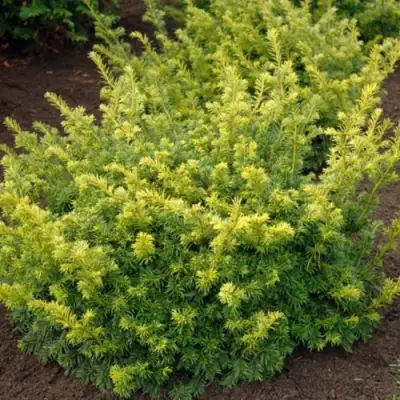 Тис ЭЛЕГАНТИССИМА ягодный в Колодищи