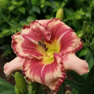 Лилейник АУТСТАНДИНГ гибридный в Колодищи