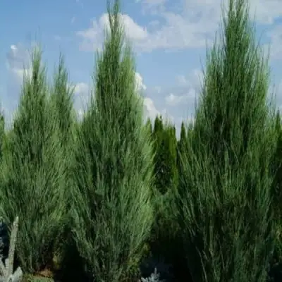 Можжевельник СКАЙРОКЕТ  скальный в Колодищи