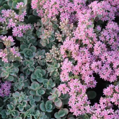 Очиток (седум) САНСПАРКЛЕР ЛАЙМ ЗИНГЕР в Колодищи